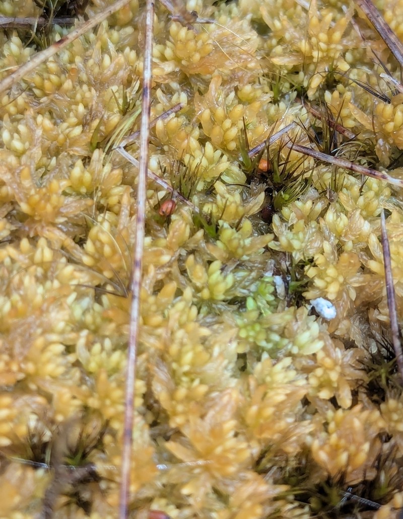 Sphagnum photo 5