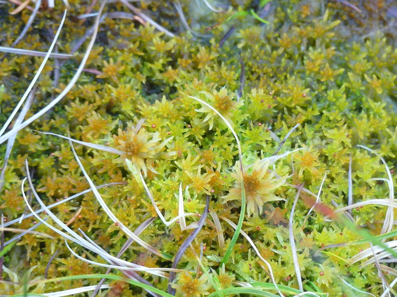 Sphagnum photo 6