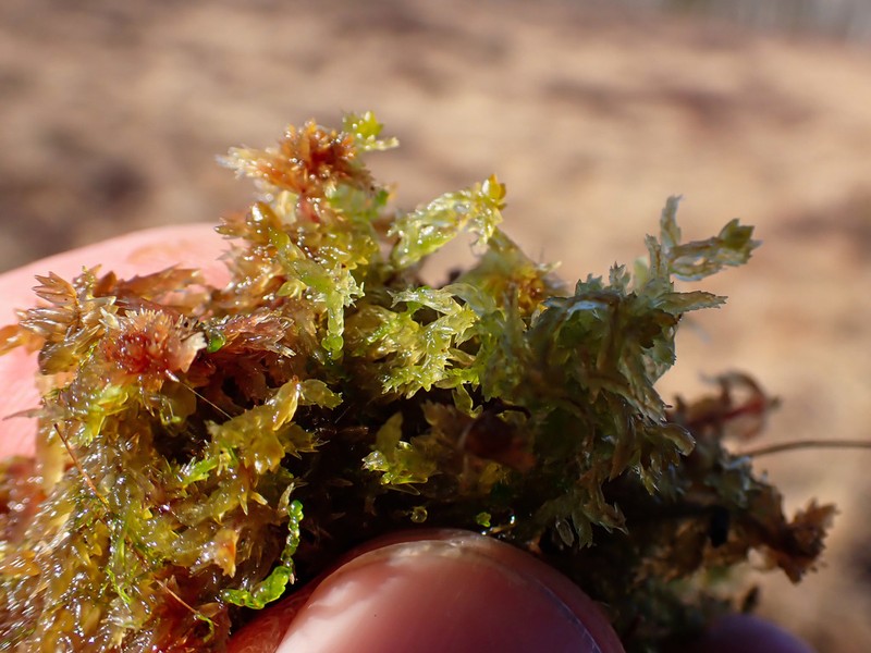 Sphagnum photo 7