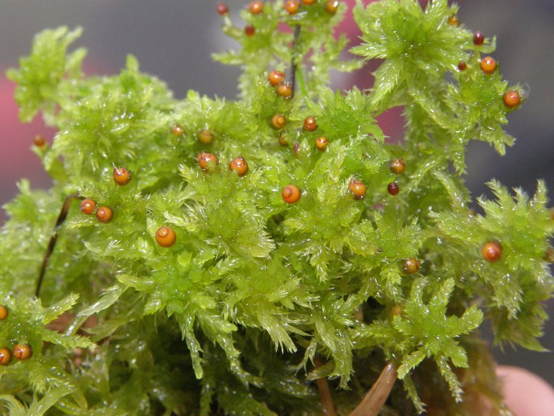 Sphagnum
