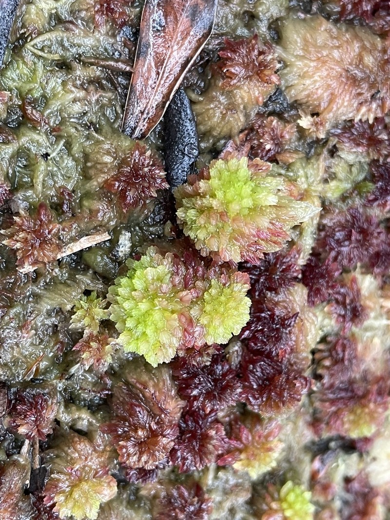 Sphagnum