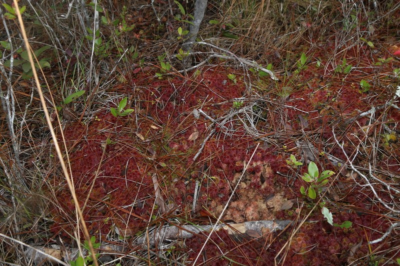 Sphagnum photo 2