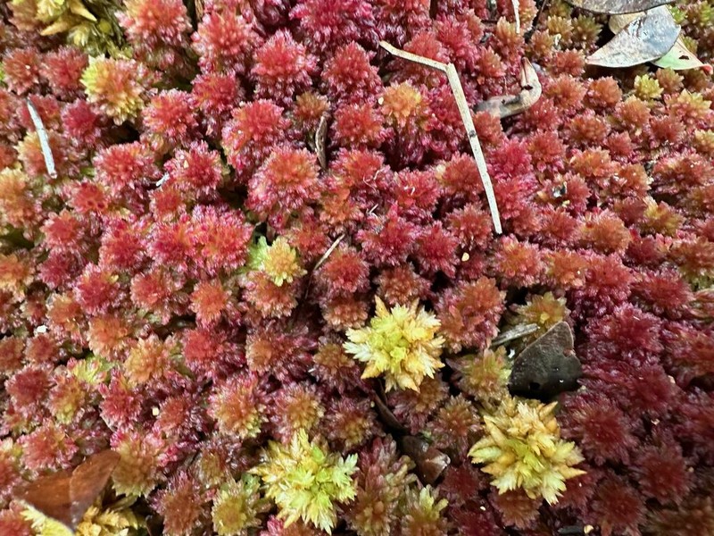Sphagnum photo 3
