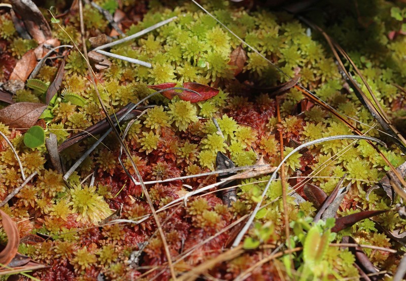 Sphagnum photo 4