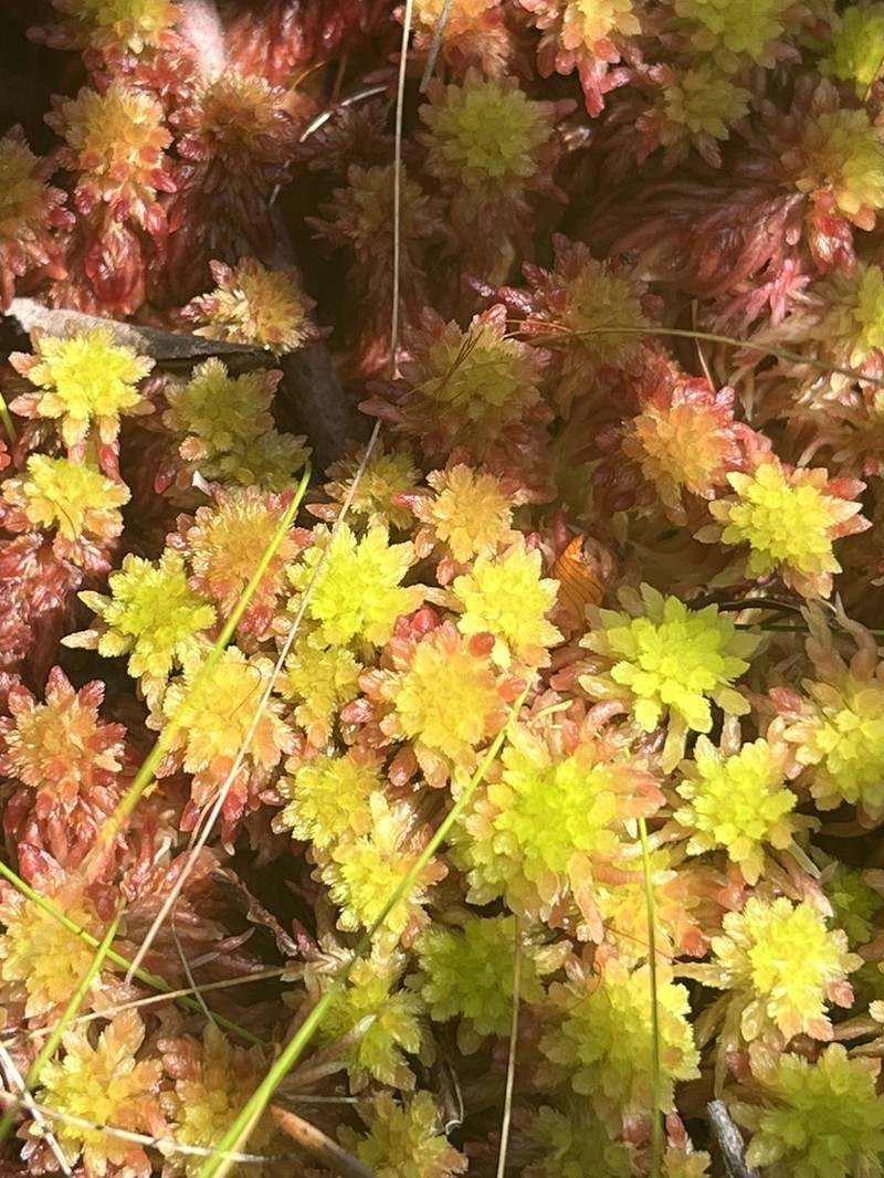 Sphagnum photo 5