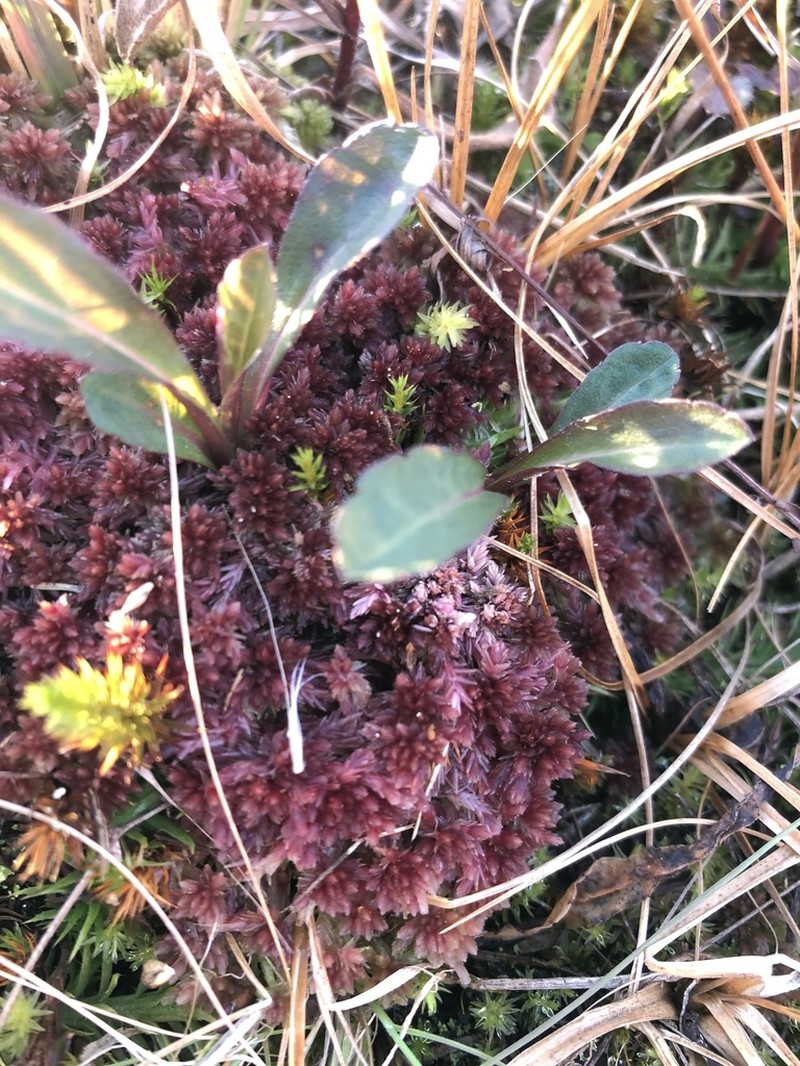 Sphagnum photo 6