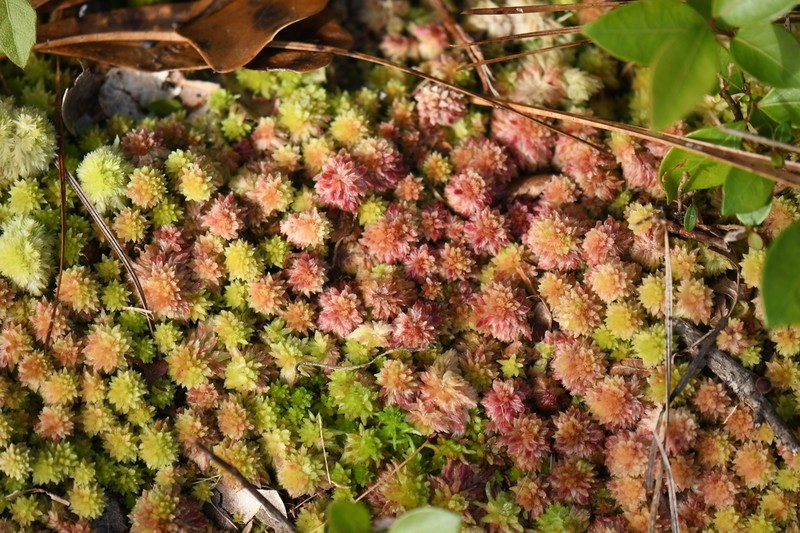 Sphagnum photo 7