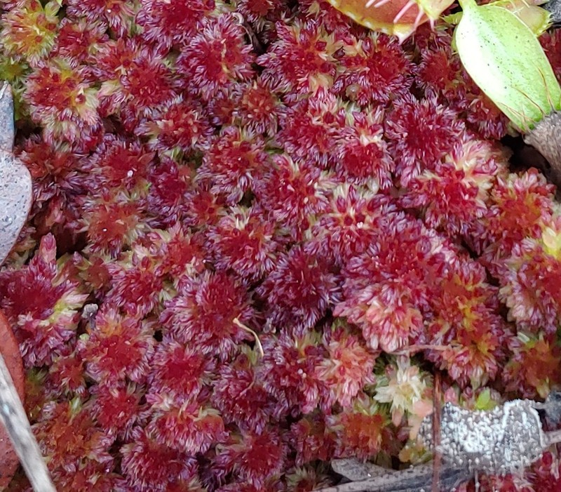 Sphagnum photo 8
