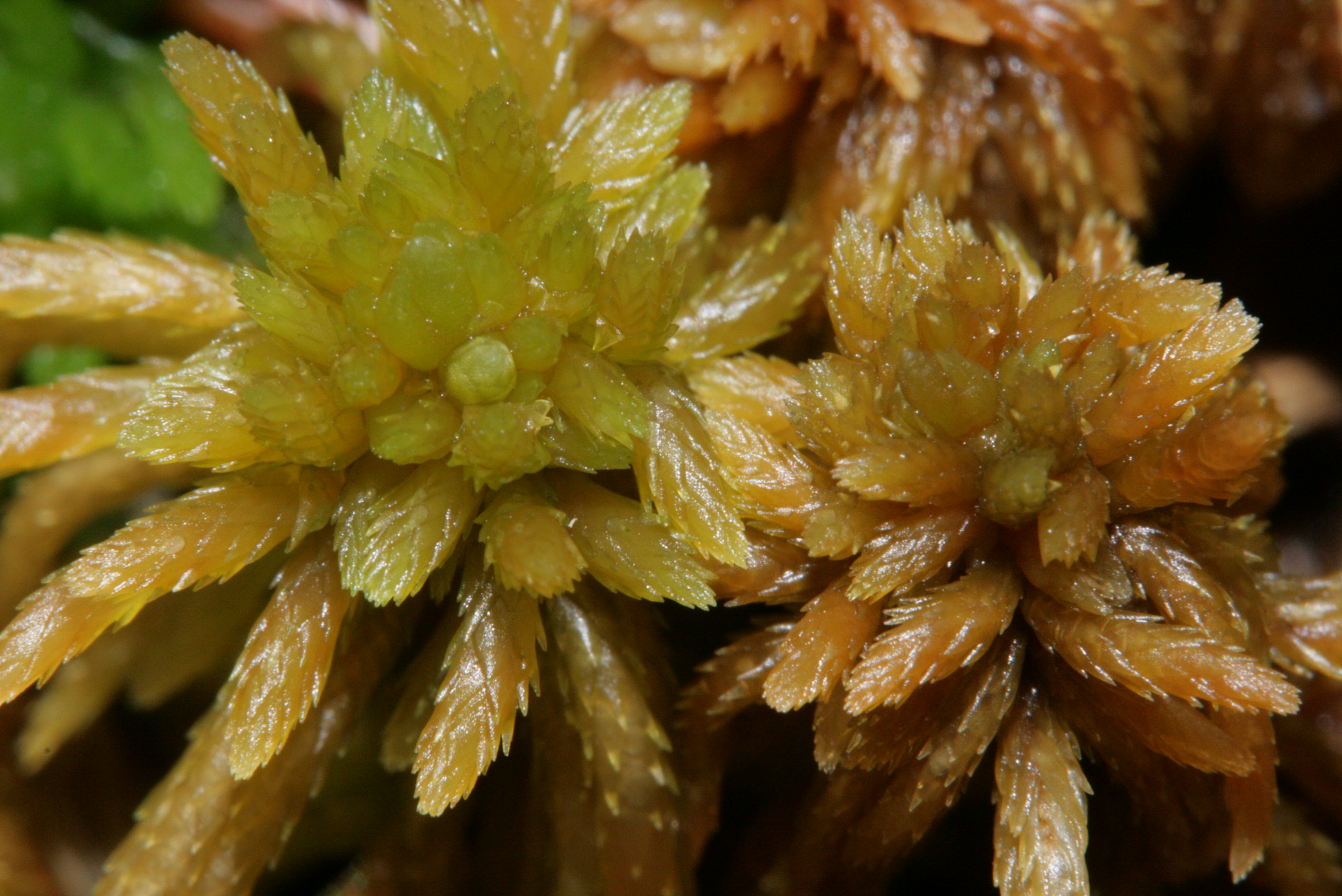 Sphagnum photo 6