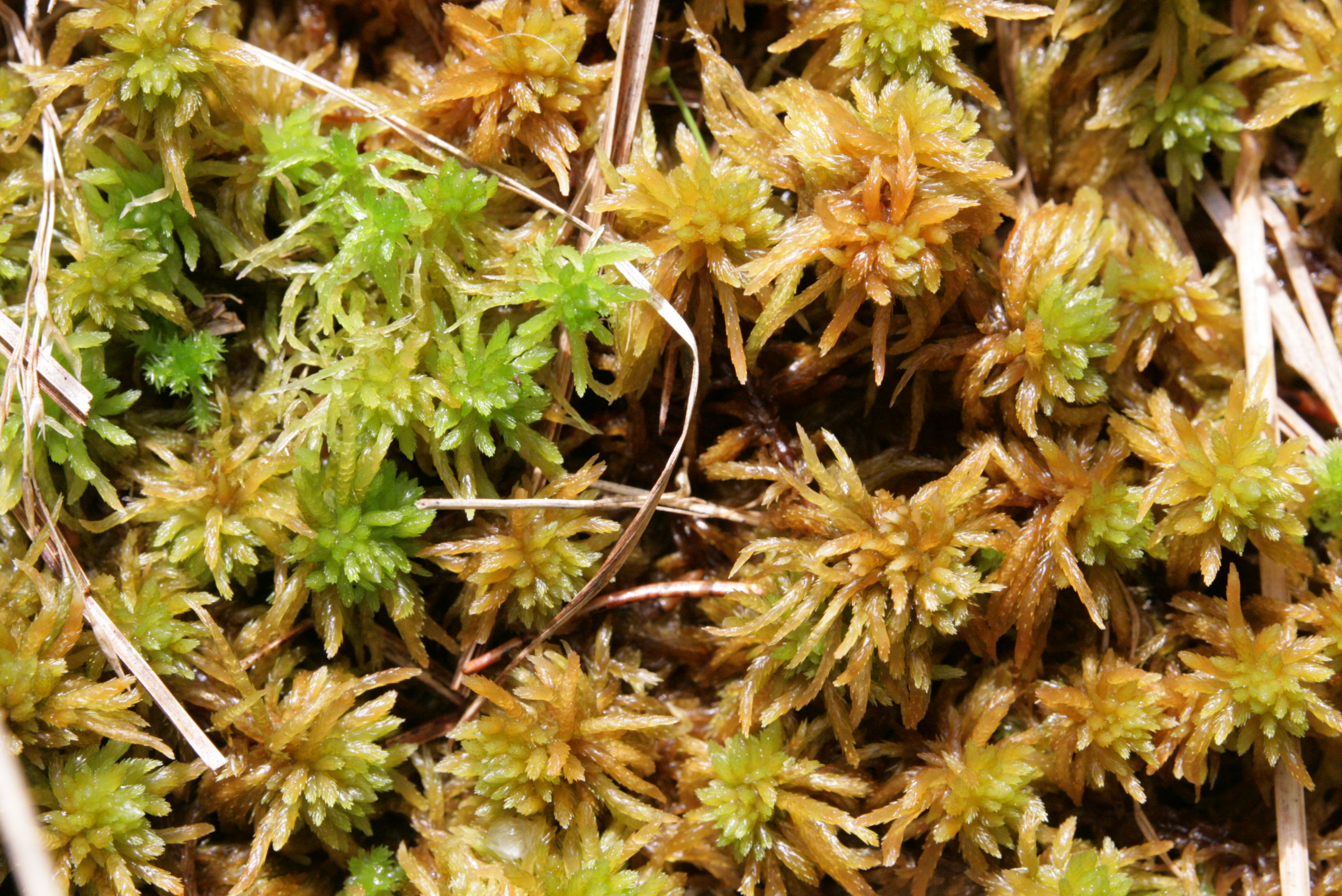 Sphagnum