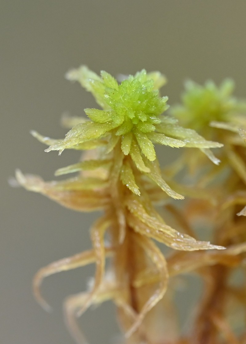 Sphagnum photo 2