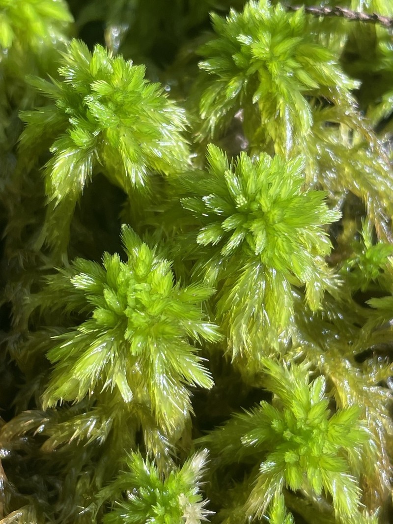 Torrey's Sphagnum