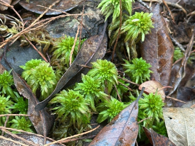 Torrey's Sphagnum photo 2