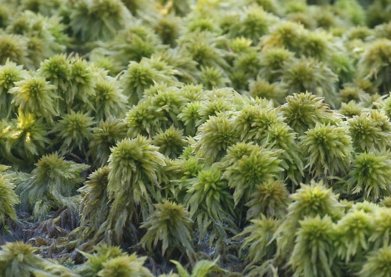 Torrey's Sphagnum photo 3