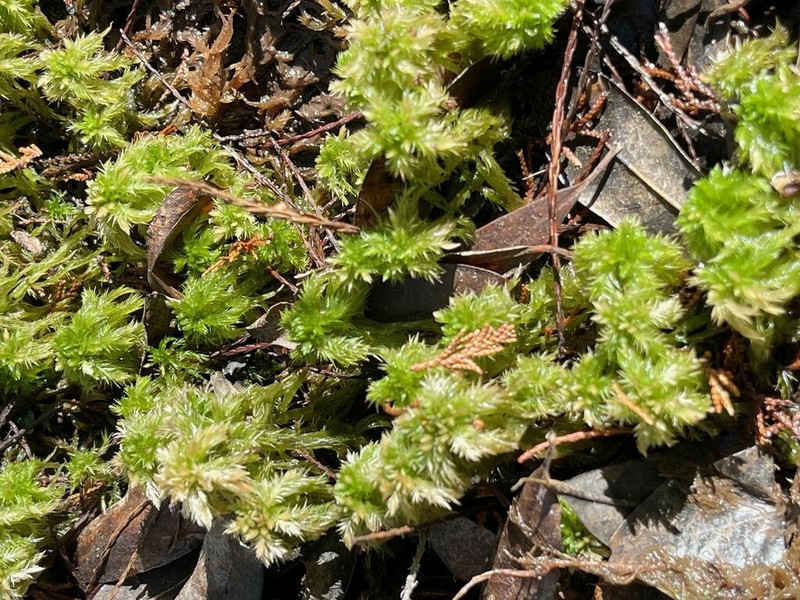 Torrey's Sphagnum photo 4