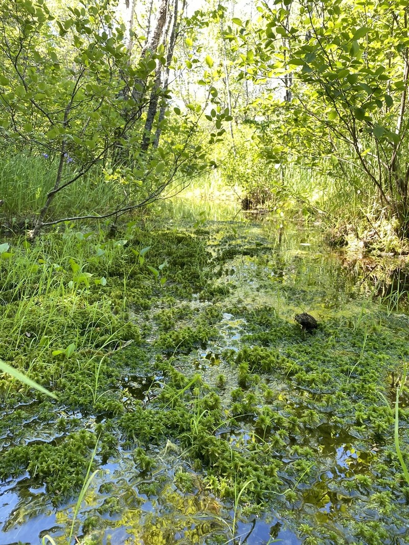 Torrey's Sphagnum photo 5