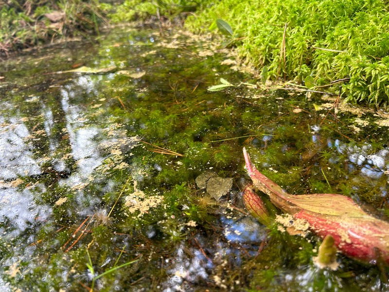Torrey's Sphagnum photo 6