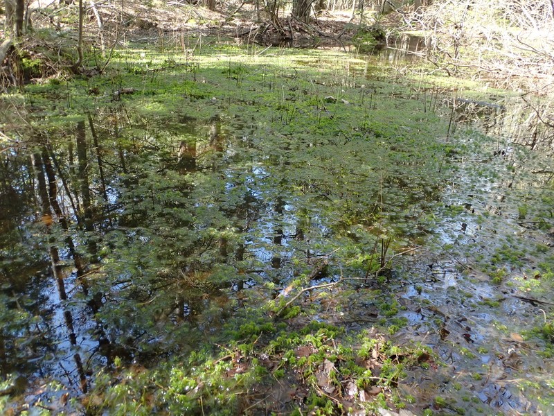 Torrey's Sphagnum photo 7