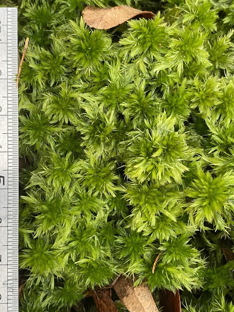 Torrey's Sphagnum photo 8
