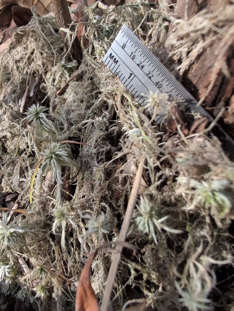 Trinity Sphagnum