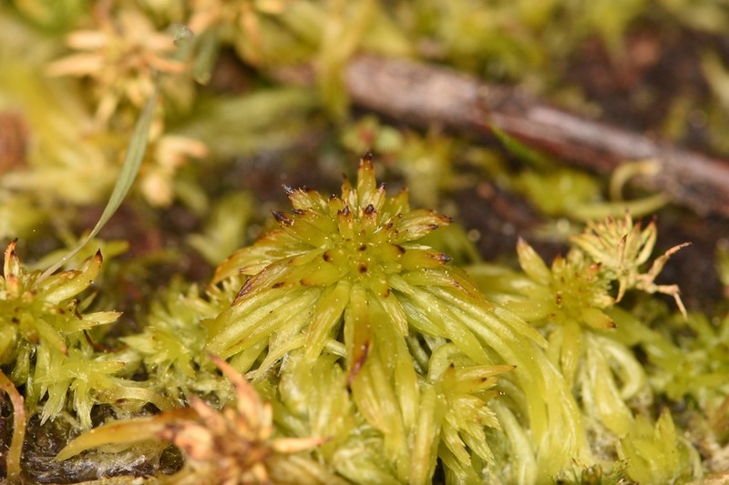 Trinity Sphagnum photo 2