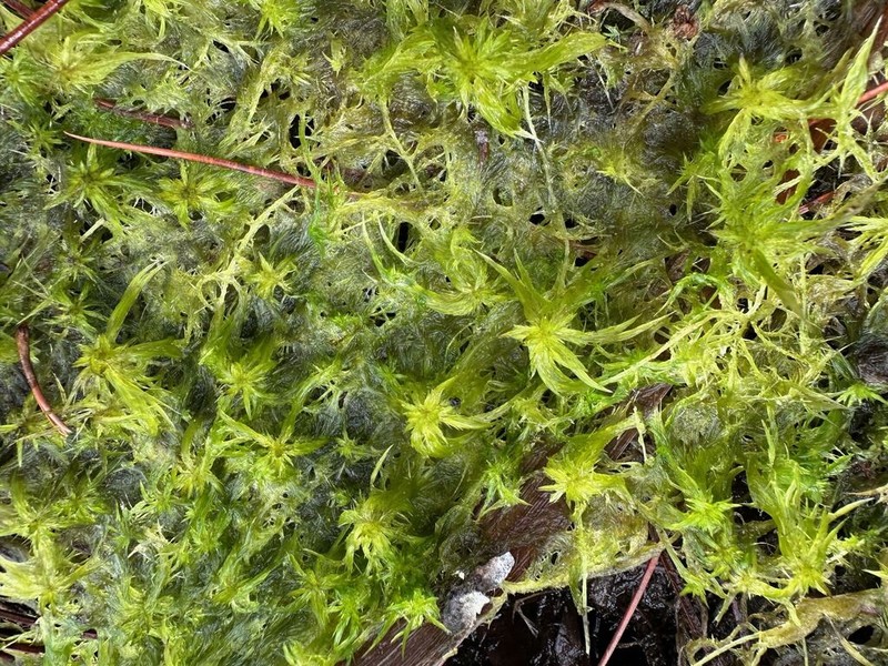 Trinity Sphagnum photo 3