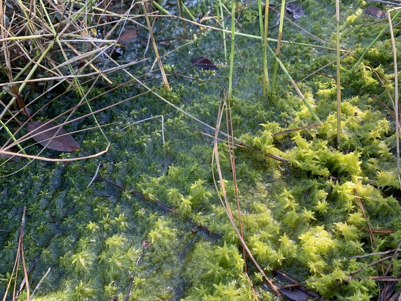 Trinity Sphagnum photo 4