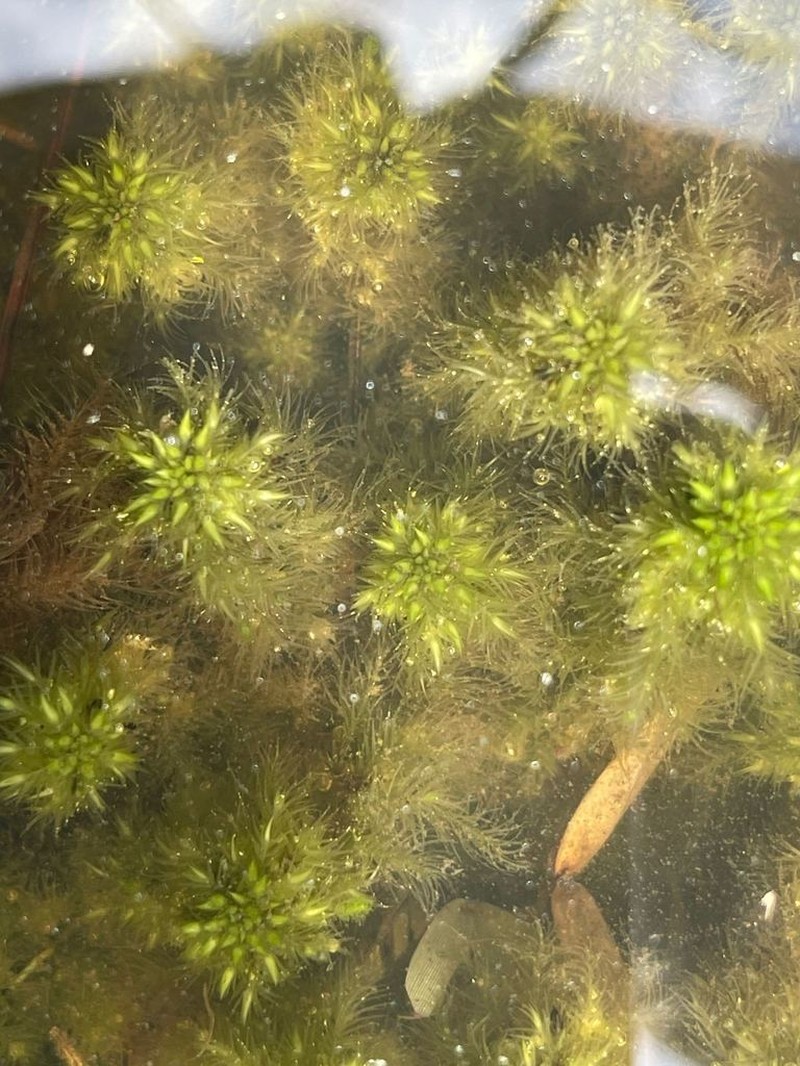 Trinity Sphagnum photo 5