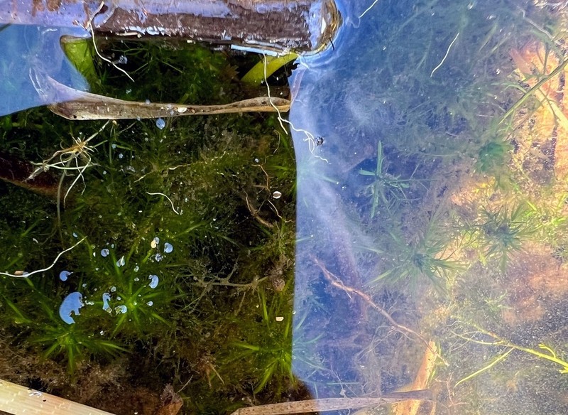 Trinity Sphagnum photo 6