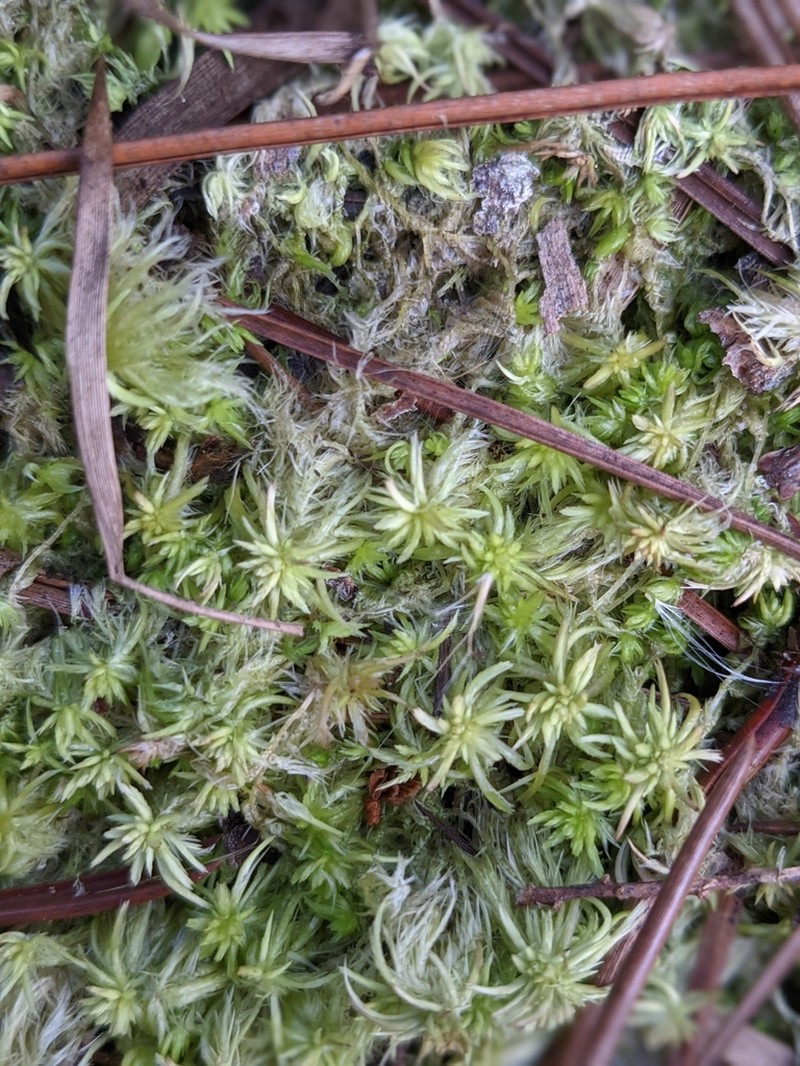 Trinity Sphagnum photo 7