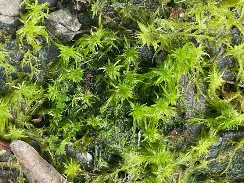 Trinity Sphagnum photo 8