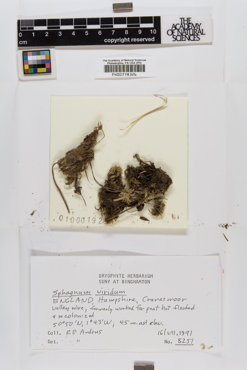 Sphagnum photo 2
