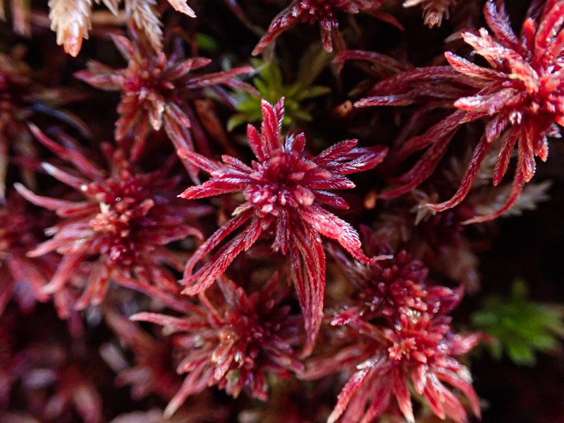 Warnstorf's Sphagnum photo 2
