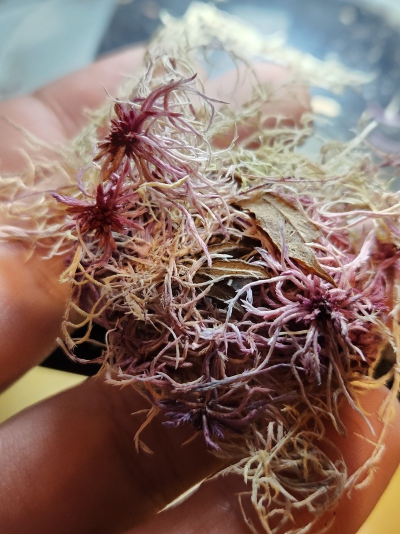 Warnstorf's Sphagnum photo 3