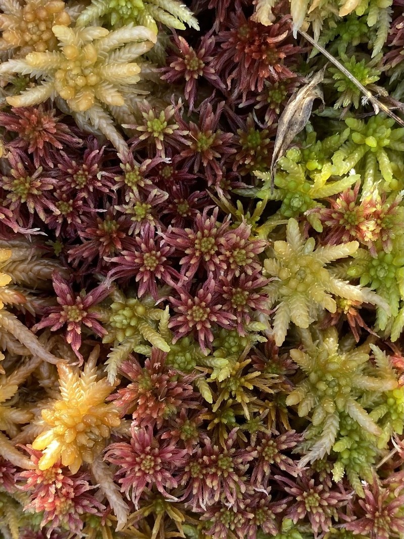 Warnstorf's Sphagnum photo 4
