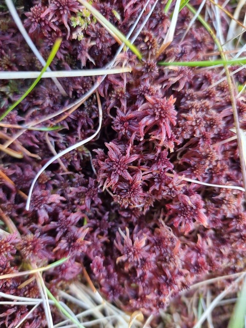 Warnstorf's Sphagnum photo 5