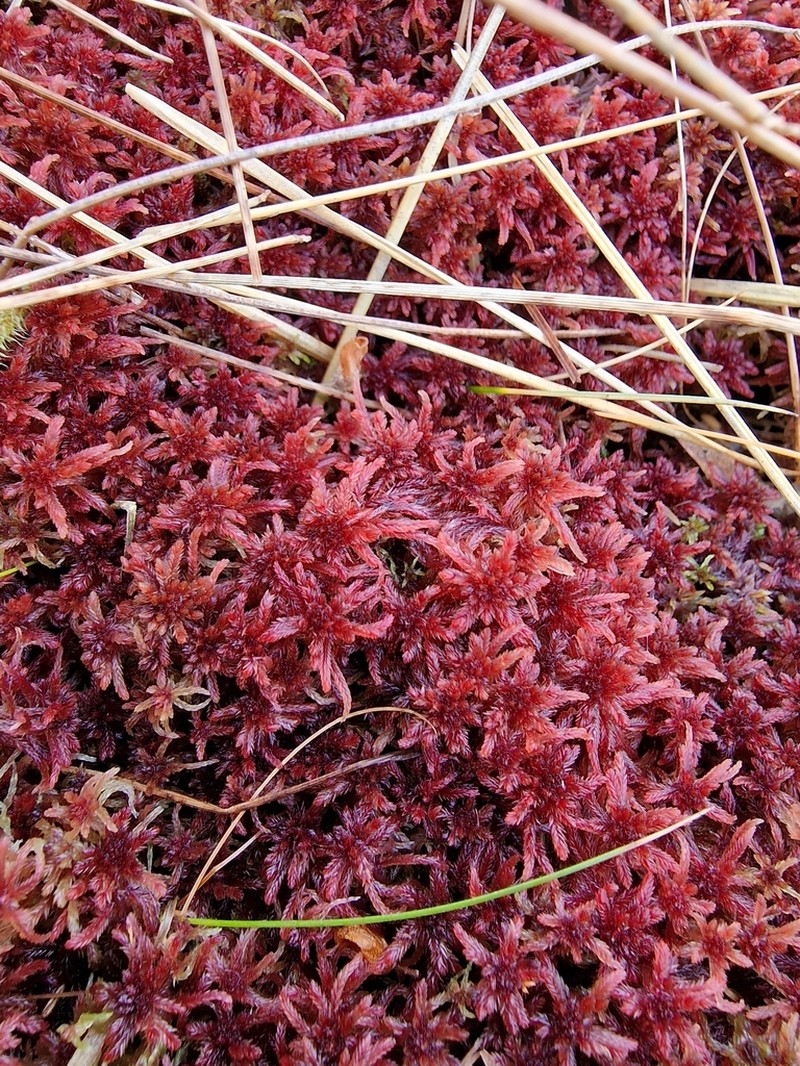 Warnstorf's Sphagnum photo 6