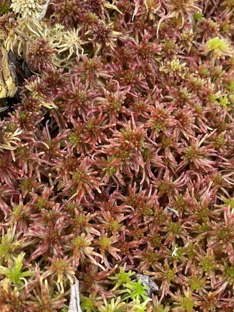 Warnstorf's Sphagnum photo 7