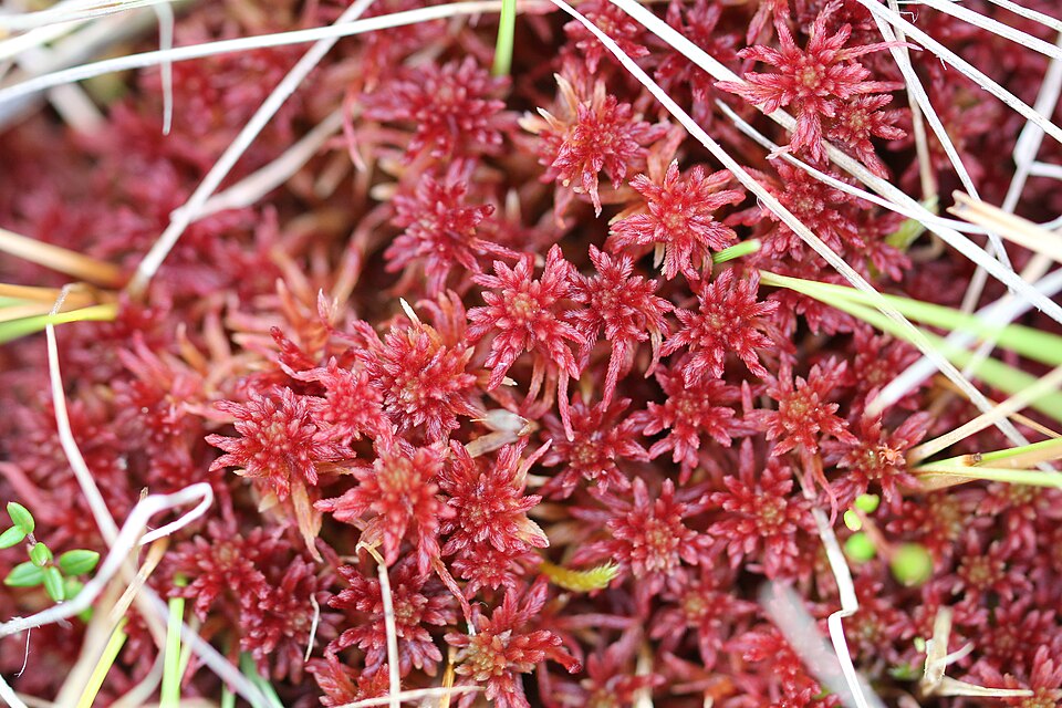 Warnstorf's Sphagnum photo 2