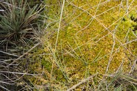 Wheeler's Sphagnum