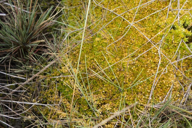 Wheeler's Sphagnum