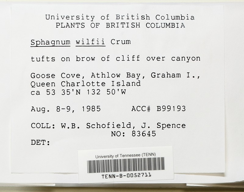 Wilf's Sphagnum photo 2