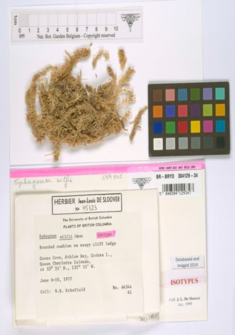 Wilf's Sphagnum photo 3