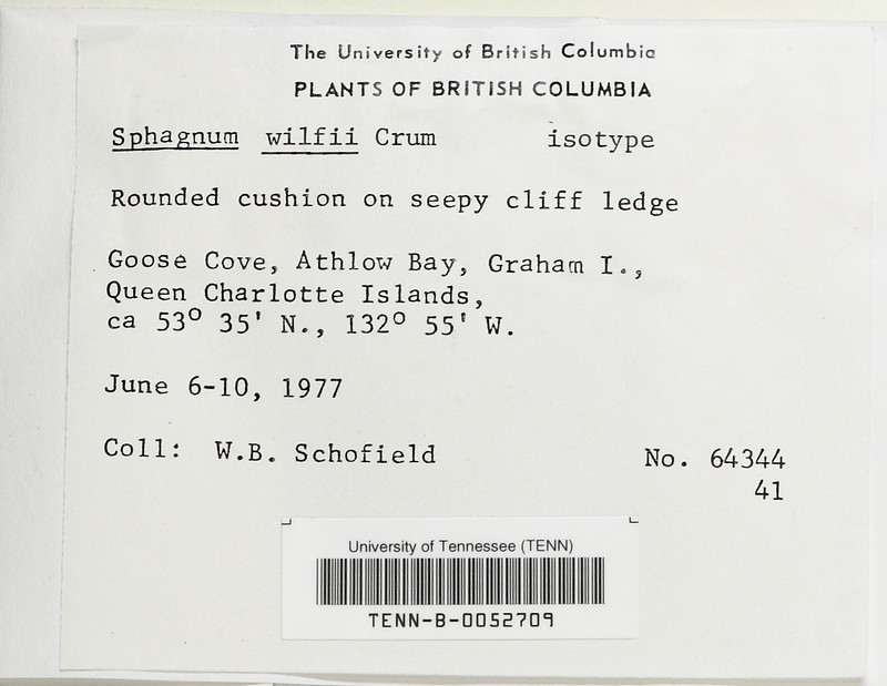 Wilf's Sphagnum photo 4