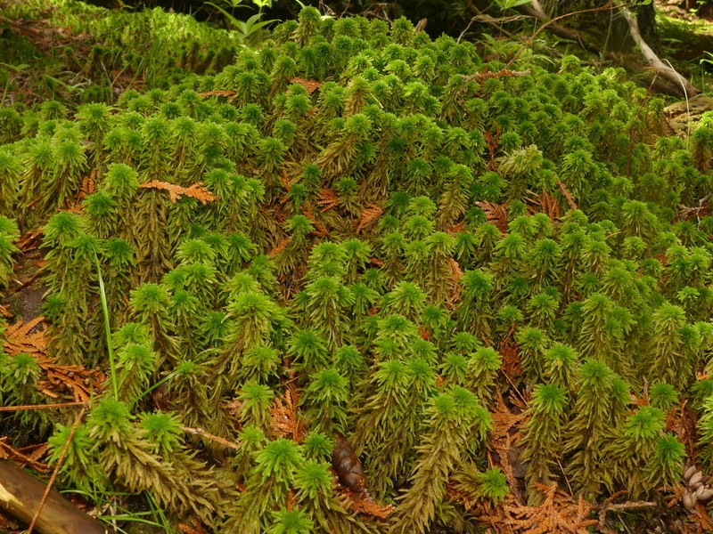 Wulf's Sphagnum photo 4