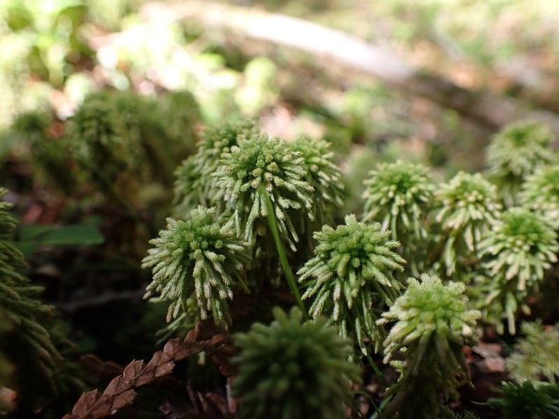 Wulf's Sphagnum photo 5