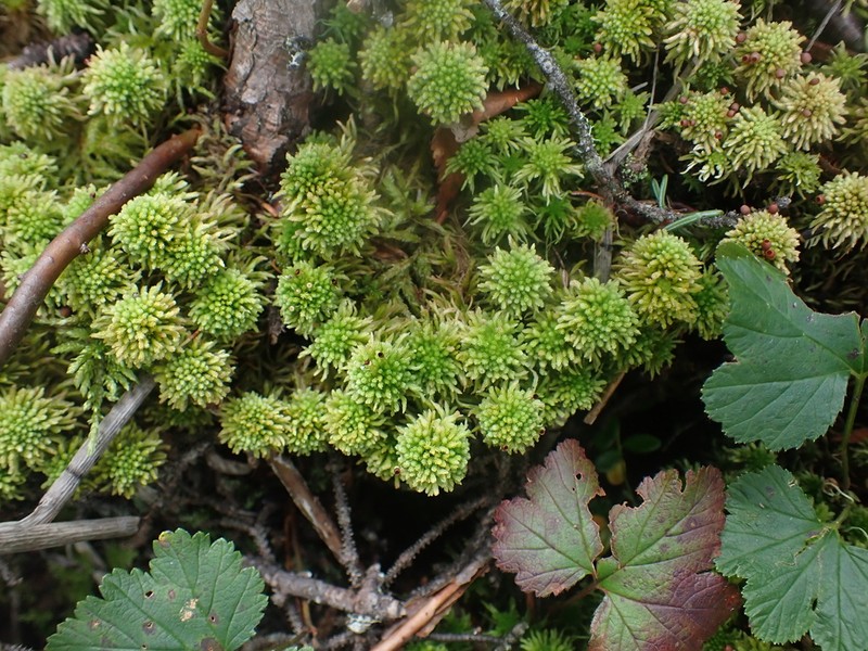 Wulf's Sphagnum photo 6