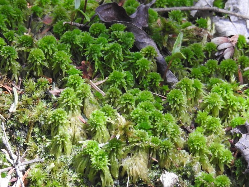 Wulf's Sphagnum photo 7