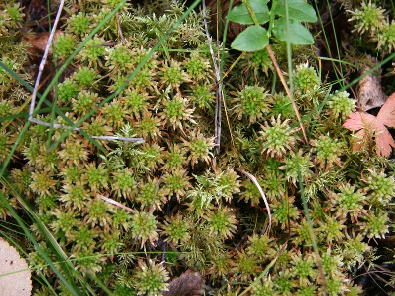 Wulf's Sphagnum