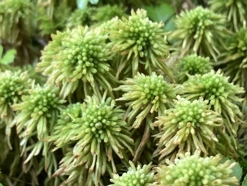 Wulf's Sphagnum photo 7